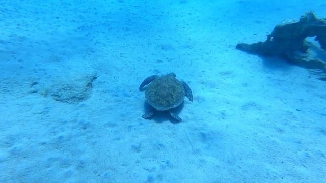 2021 09 12 Green Bay Turtles смотреть онлайн