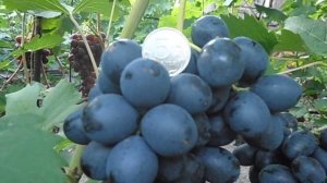 Виноград  Ласточка