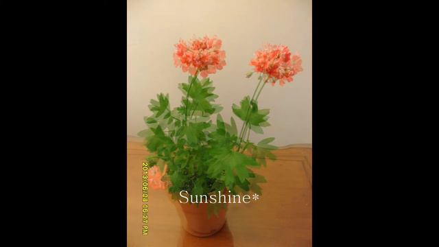 178.Pelargonium Don Cherverton  돈 시버튼