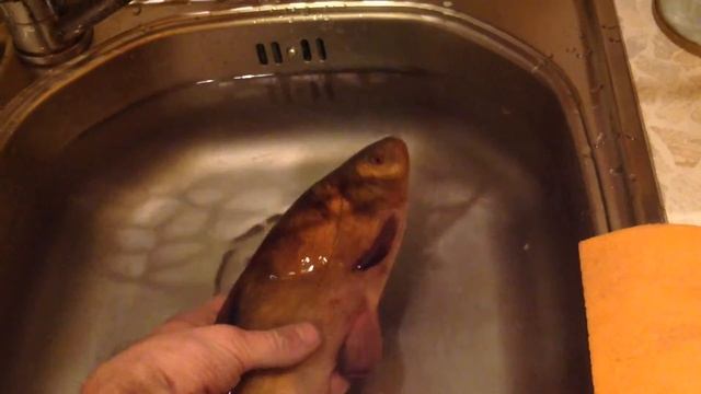 Рыба золотистый линь смотреть онлайн