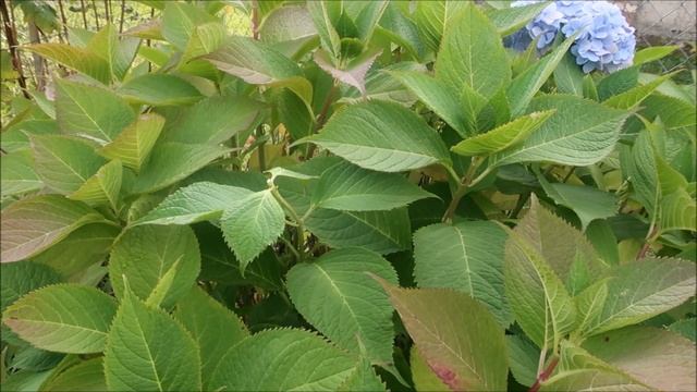 ГОРТЕНЗИИ. ОБРЕЗКА РАЗЛИЧНЫХ ВИДОВ ГОРТЕНЗИЙ ОСЕНЬЮ смотреть онлайн