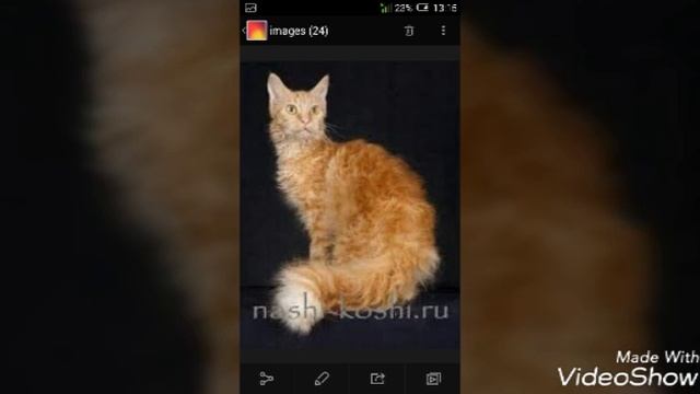 Факты о породе кошек~ Ла-Перм!~ смотреть онлайн