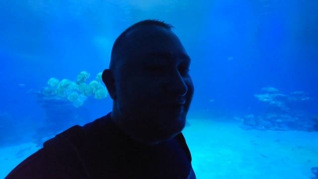 Эйлат - День 2. Нас узнали / Жизнь в красном море / Аквариум / Акулы / Атракцион / Израиль смотреть онлайн