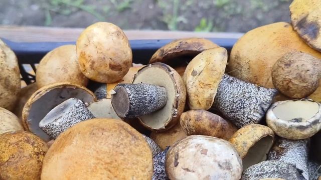 Подосиновики,белые,подберёзовики.#грибы смотреть онлайн