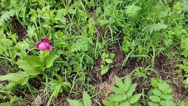 Заповедные сибирские орхидеи (04.06.2021) - часть 1 смотреть онлайн