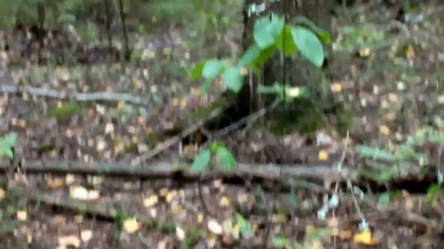 Необыкновенное поле Млечников обыкновенных - Lactarius trivialis смотреть онлайн