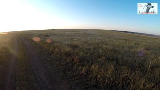 Фазаны- хорошо, но нужен перепел, охота с дратхаарами в Ростовской облю 19 г. смотреть онлайн