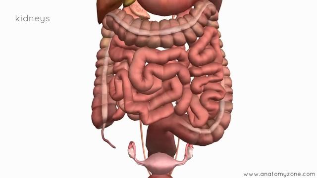 Peritoneal Cavity - Part 4 - Intraperitoneal and Retroperitoneal Organs - Anatomy Tutorial смотреть онлайн