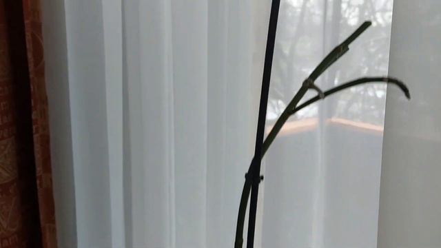 На квітах орхідей чорні або зелені плями. Сіра гниль на орхідеї смотреть онлайн
