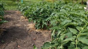 Томаты Бобкат. Формируем куст.