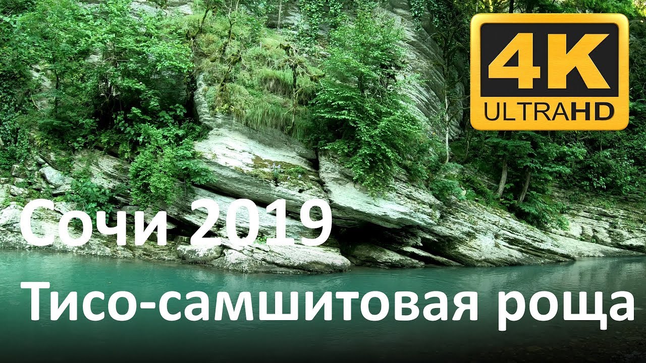 Сочи 2019: Тисо-самшитовая роща