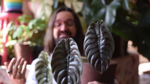 PLANTA Alocasia cuprea - a Araceae que brilha na DECORAÇÃO смотреть онлайн