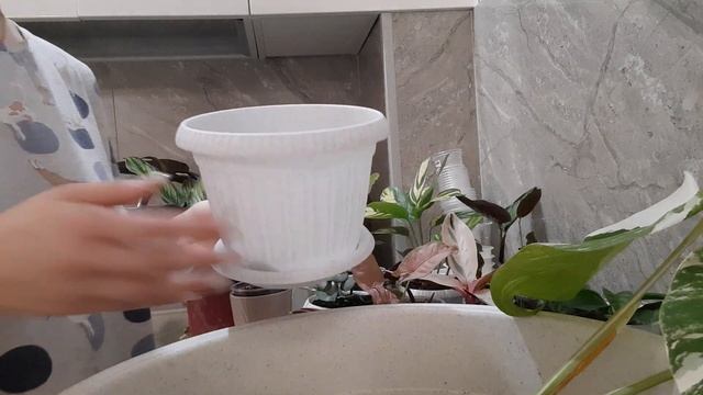 /Что делать с Монстерой Альба?/Пересадка,уход/? смотреть онлайн