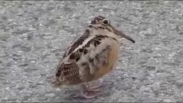 Waldschnepfen Tantzen смотреть онлайн