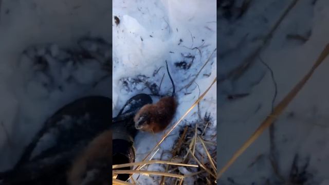 Природа в Фокусе