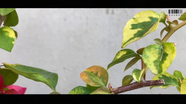 Bougainvillea - Gold Fish смотреть онлайн