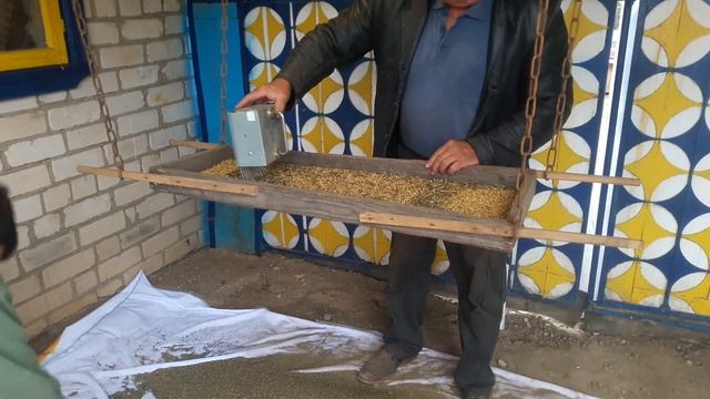 Очистка ячменя в ручную. смотреть онлайн