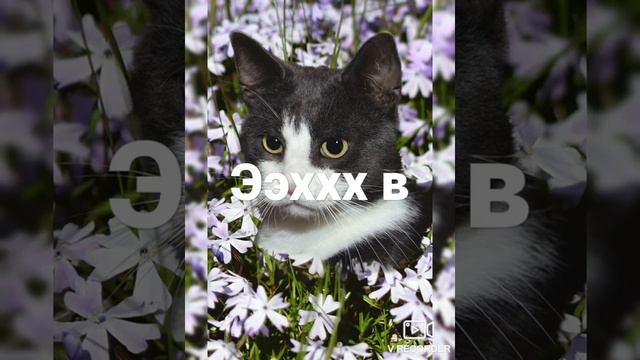 кошка поёт песню смотреть онлайн