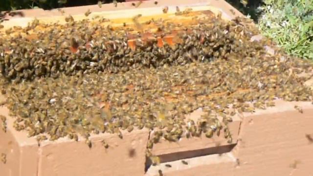 Caragana Swarm смотреть онлайн