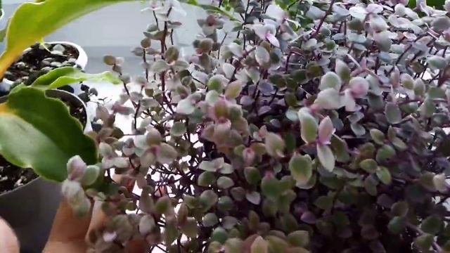 Комнатные цветы. Обзор цветов на кухне. смотреть онлайн