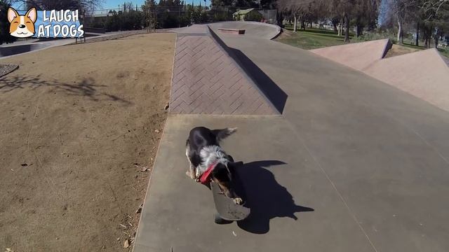 TOP 10 Skateboarding Dogs