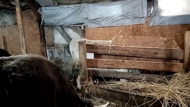 Как идут дела в деревне.