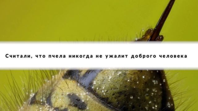 НАРОДНЫЕ ПРИМЕТЫ НА 30 АПРЕЛЯ – ЗОСИМ ПЧЕЛЬНИК, ЗОСИМ ПЧЕЛОВОД смотреть онлайн