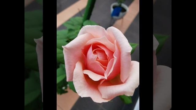 France Rose: Paul Bocuse rose in the evening смотреть онлайн