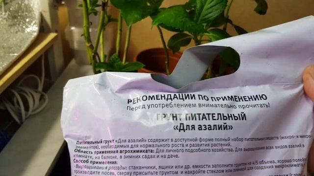 Гортензия крупнолистная /Зимовка в квартире/Пересадка крупнолистной гортензии/ смотреть онлайн