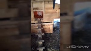 Курятник в теплице зимой