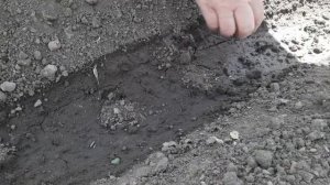 Посадка арбузов и дынь семенами в открытый грунт в домашних условиях