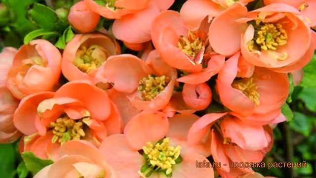 Айва красивая Гейша Гёл (chaenomeles) ? айва Гейша Гёл обзор: как сажать саженцы айвы Гейша Гёл смотреть онлайн