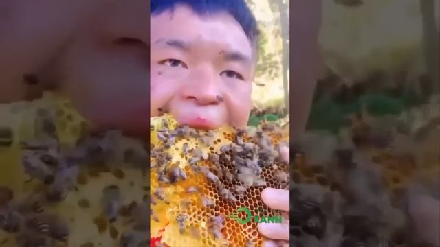 🍯Я тучка, тучка, тучка, я вовсе не медведь🐝🐝🐝 смотреть онлайн