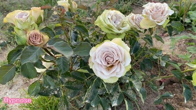 Hypnose rose variety - very interesting even hypnotic florists rose with spray nature of growth смотреть онлайн