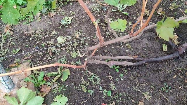 Осенняя обрезка семилетнего куста винограда сорта Блестящий. смотреть онлайн