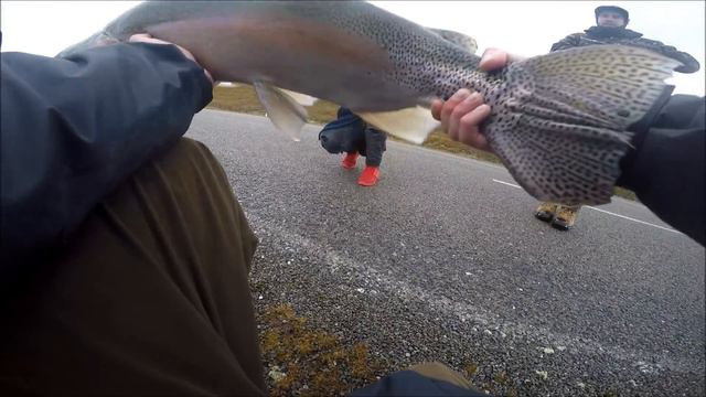 HUGE NEW ZEALAND RAINBOW TROUT! смотреть онлайн