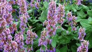 Что такое кошачья мята