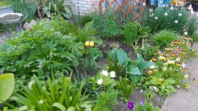 На даче цветет лук Аллиум, Анемона, Ирис.... смотреть онлайн