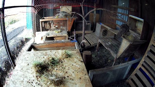 Голоса птиц. Петух кукарекает в вольере смотреть онлайн