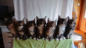 Любопытные котята смешно наблюдают за игрушечной птицей