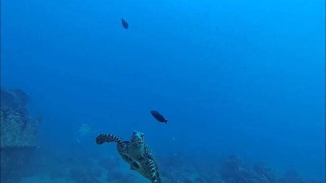 Scuba diving on an underwater scooter to a shipwreck with sharks and stingrays on Maui смотреть онлайн