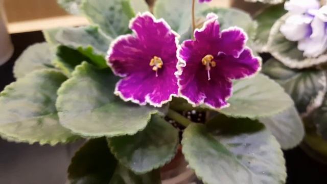 Цветущие фиалки. смотреть онлайн