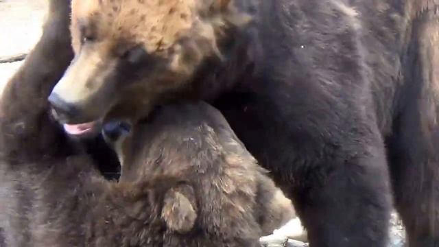 #363 США Аляска Анкоридж Зоопарк Белочка - Медведи - Лоси и другие (Часть 2) смотреть онлайн