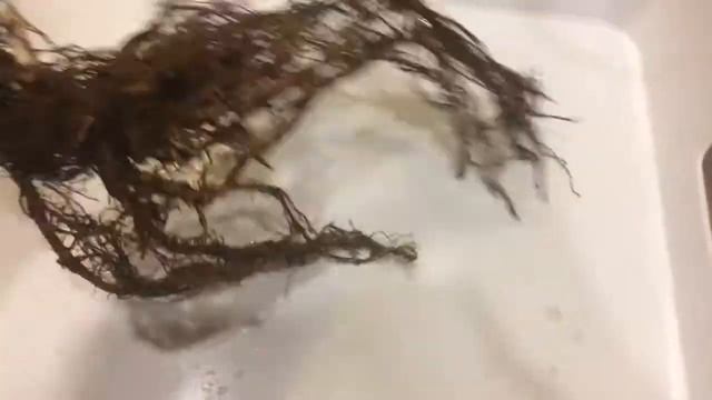 Вейгела 26.04.18 Хранение саженцев вейгелы до высадки в открытый грунт смотреть онлайн