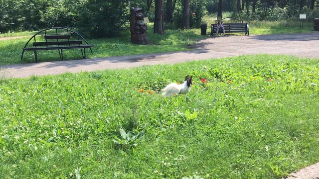 Редкая Штучка / Redkaya Shtuchka (Лето 2018) смотреть онлайн