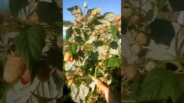 Супер малина сорт смотреть онлайн