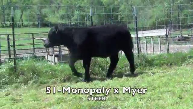51 Monopoly x Myer смотреть онлайн
