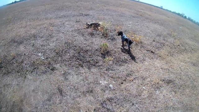 первые выходы в поле с дратхааром 3 месяца смотреть онлайн