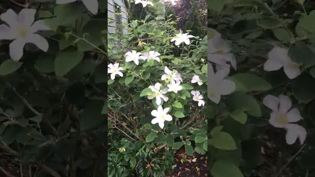 Dr A’s Clematis stage of life смотреть онлайн