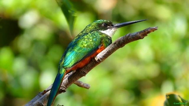 Краснохвостая якамара. Galbula ruficauda смотреть онлайн